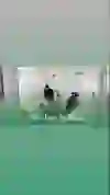 Quy trình sáng tác tại KIM